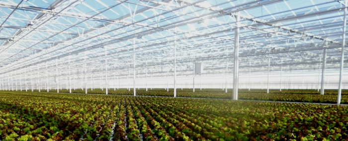 desmet-lettuce-producer