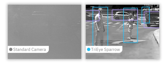 sparrow