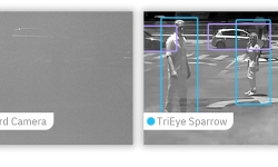 sparrow