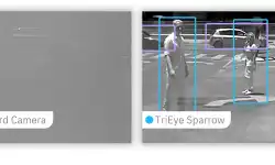sparrow