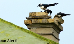 magpies-rumour-alert-l