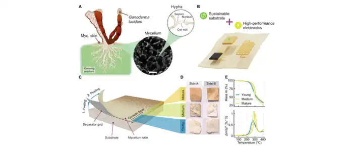properties-of-mycelium-skin